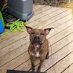 Meet your Posher, Shari